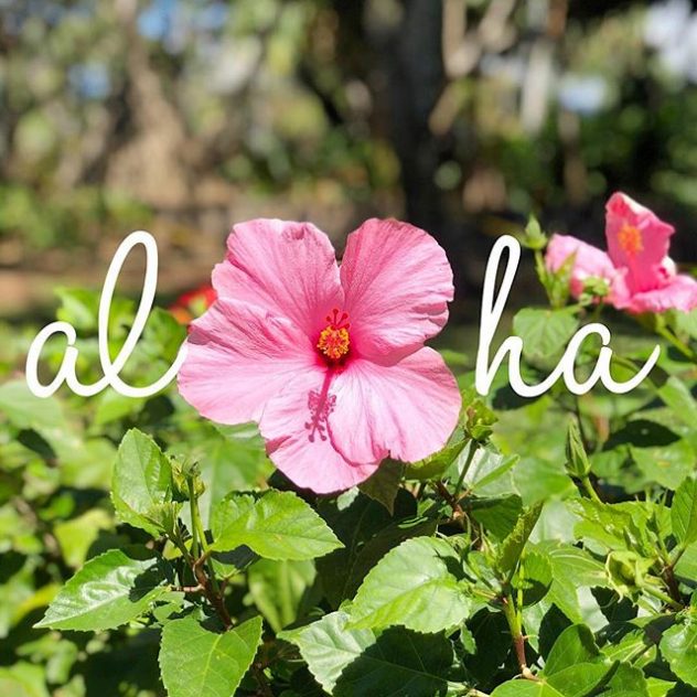 Picture of a hibiscus flower
